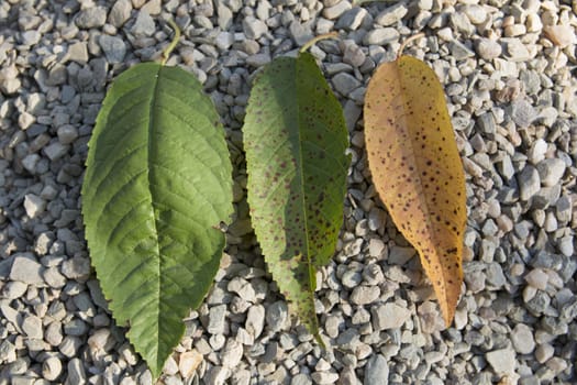 three cherry leaves. dry, lekelerive fresh leaves