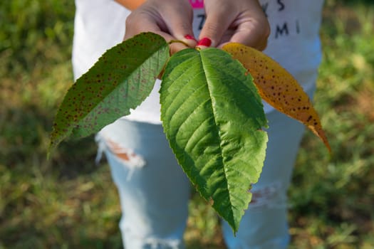 woman holding cherry tree leaves.dried, spotted and fresh leaves