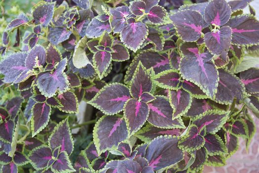 Coleus: The leaf is known as the beautiful flower. It is planted for decoration in flower garden.