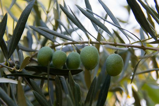 Olive ripened in the tree. harvest time. Collecting