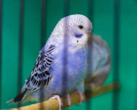 budgerigar waiting to be sold. cute blue bird