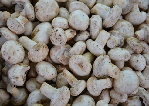 freshly cultivated, speckled, white culture mushroom. background image