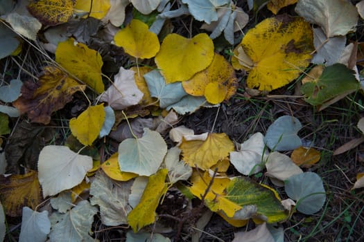 season autumn. Places covered with colored dry leaves