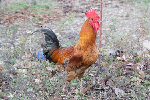 It is separated from other races by its long and harmonious voice.Turkey, "Denizli" is the symbol of the city.
It is a special type of cock.