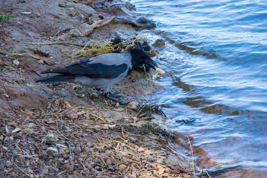 crow at the edge of the water, eating bread crumbs