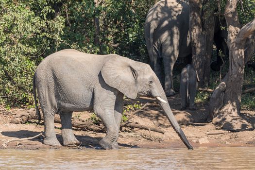 An African Elephant calf drinking water at Sable Dam