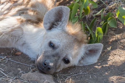 Close-up of the face of a spotted hyaena cub, Crocuta crocuta, lying