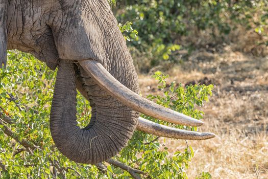 Close-up of the tusks and trunk of an African Elephant bull, Loxodonta africana