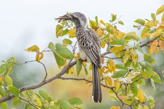 An African Grey Hornbill, Tockus alboterminatus, with its prey, an insect in a mopani tree