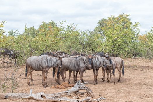 A herd of blue wildebeest, also called brindled gnu, Connochaetes taurinus