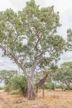 A South African Giraffe, Giraffa camelopardalis giraffa, standing beneath a large tree