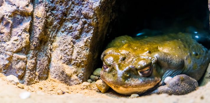 closeup of a colorado river toad hiding under a rock, tropical amphibian specie from mexico