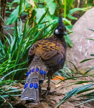 closeup of a male palawan pheasant from the back, beautiful peacock with colorful feathers