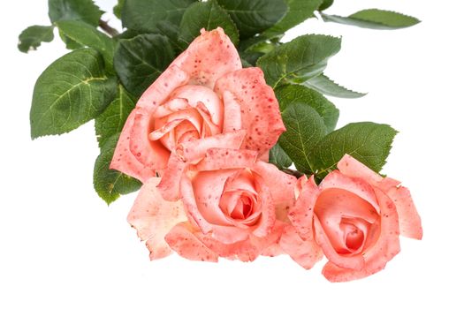 Bouquet of pink roses on an isolated background