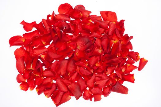 Red rose petals on isolated white studio background