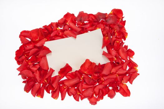 Red roses and a piece of paper on isolated studio background