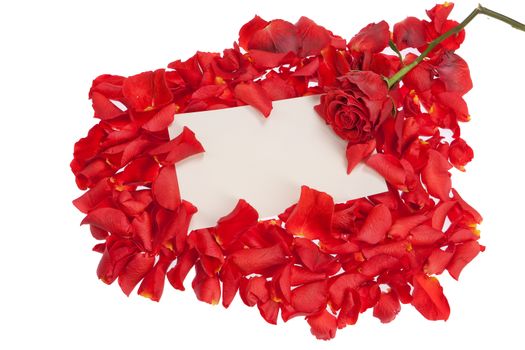 Red roses and a piece of paper on isolated studio background