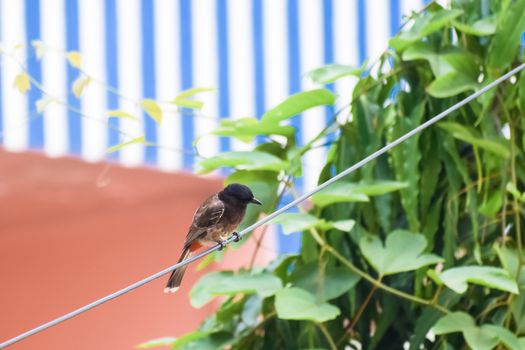 Myna (Pycnonotidae) species of Passerine Starlings birds, beautiful and very small, spot in a electrical wire. Bulbul, Myna, Sparrow, Pigeon and Babbler are most common birds in Indian cities villages