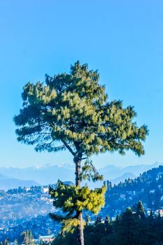 A needle pine conifer or blue pine (Pinus wallichiana) - a large Himalayan evergreen tree with a blue hue on its foliage standing alone against blue sky and distant Karakoram and Hindu Kush mountains.