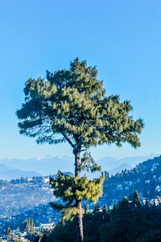 A needle pine conifer or blue pine (Pinus wallichiana) - a large Himalayan evergreen tree with a blue hue on its foliage standing alone against blue sky and distant Karakoram and Hindu Kush mountains.