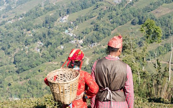 Beautiful young couple in love. Indian tea puckers, romantic couple woman and man caught in summer time in a mountain terrace tea garden on Labor Day - North American Holiday. Assam Darjeeling India.