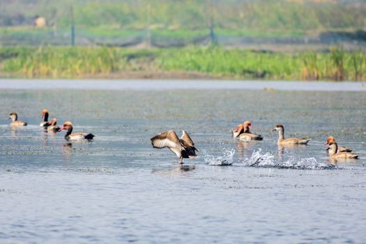 Flock of migratory Red crested pochard Aythyinae flying on lake. Freshwater and coastal bird species spotted in waterbirds Vedanthangal Bird Sanctuary Kancheepuram India. A paradise for avian life.