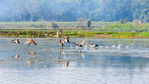 Flock of migratory birds flying over lake. The freshwater and coastal bird species spotted in Western Ghats region of Nelapattu Bird Sanctuary Nellore Andhra Pradesh India. A paradise for avian life.