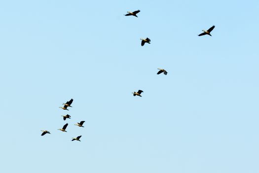 Flock of migrating geese flying in an imperfect V formation. Birds flying in formation, Blue sky background. Nelapattu Bird Sanctuary Nellore Andhra Pradesh India. A paradise for avian life.