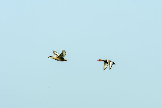 Follow the leader. Flock of two Red crested pochard Aythyinae birds flying together as a group in blue sky. Mangalavanam Bird Sanctuary Kerala. Its a paradise for avian life. Shot from below.