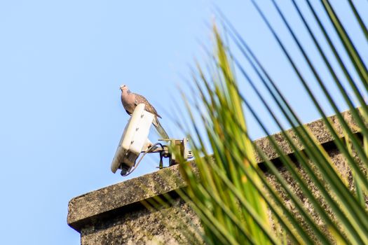 A small spotted dove (Spilopelia chinensis), a long tailed pigeon Plump bird, sitting on the roof of a house. Close Up.