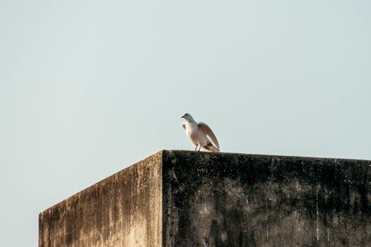 A small snow white fantail and black spotted feather Pigeons (Columba livia domestica) a Plump bird, sitting on the roof of a house. Close Up.