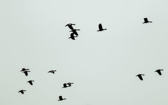 Flock of migrating Cormorant Shag Birds flying together as a group in blue sky in an imperfect formation. Vedantangal Bird Sanctuary Tamil Nadu India. Happy liberty symbol and freedom background.