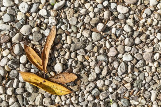 some dry leaves on the gravel of the courtyard