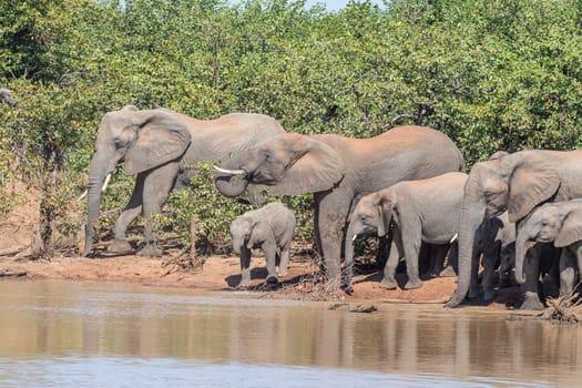 A herd of African Elephants, Loxodonta africana, drinking at the Sable Dam