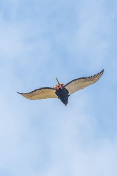 A bateleur eagle, Terathopius ecaudatus, in flight with its prey, a meerkat