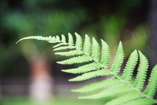 Fern leaf background in green garden