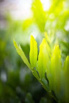 The background image of the colorful flowers, background nature