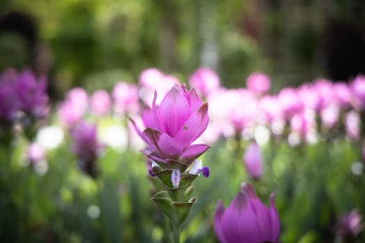 The background image of the colorful flowers, background nature