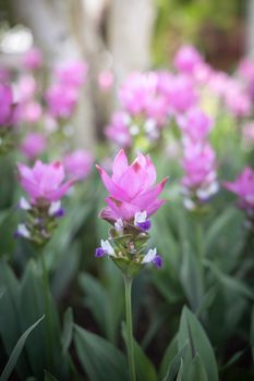 The background image of the colorful flowers, background nature