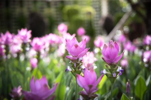 The background image of the colorful flowers, background nature