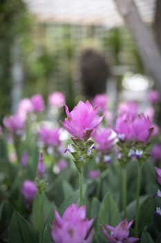 The background image of the colorful flowers, background nature