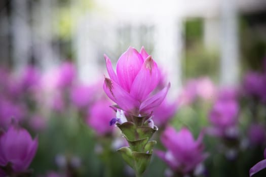 The background image of the colorful flowers, background nature