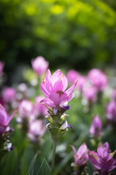 The background image of the colorful flowers, background nature