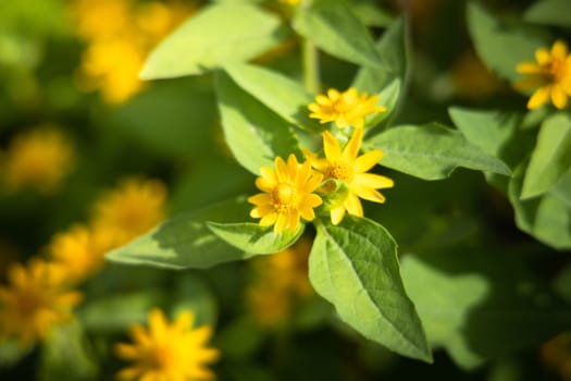 The background image of the colorful flowers, background nature