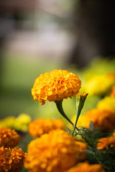 The background image of the colorful flowers, background nature