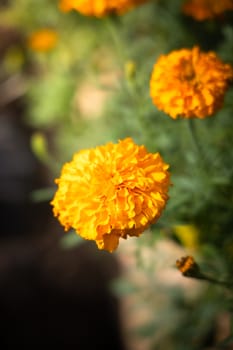 The background image of the colorful flowers, background nature