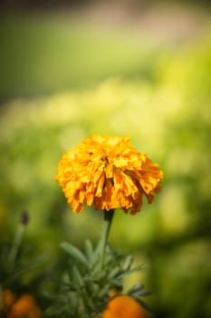 The background image of the colorful flowers, background nature