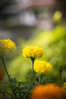 The background image of the colorful flowers, background nature