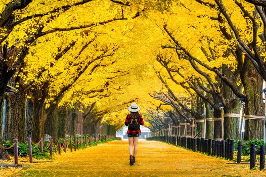 Woman traveler with backpack walking in Row of yellow ginkgo tree in autumn. Autumn park in Tokyo, Japan.