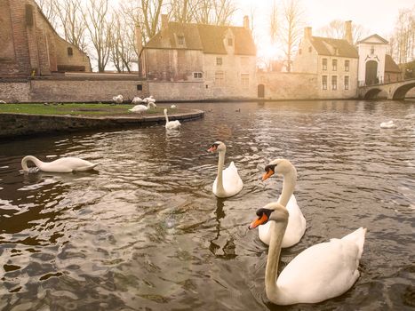 Swans in the city center. Brugge medieval historic city. Brugge streets and historic center, canals and buildings. Brugge popular touristic destination of Belgium.